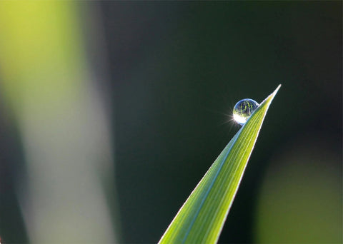 Does Chlorophyll Water Actually Work? Science vs. Social Media